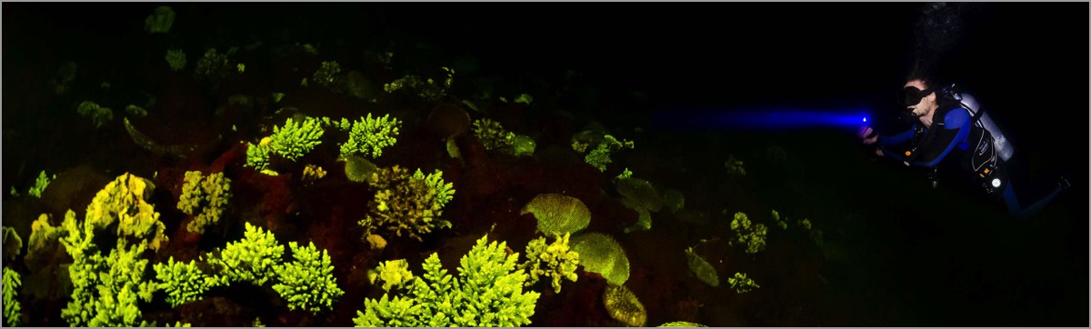 Fluorescent-Photography-Course-Fluo-Reef