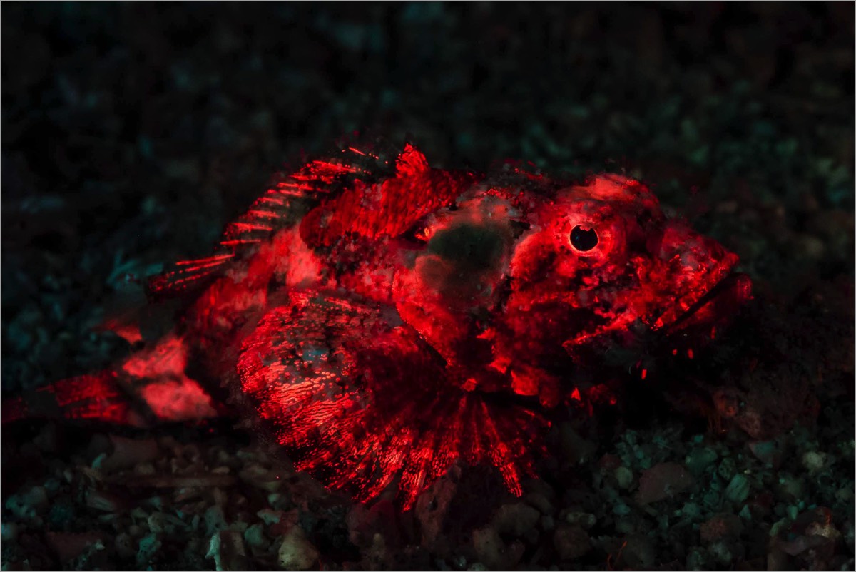 Fluorescent-Photography-Course-Fluo-Scorpionfish