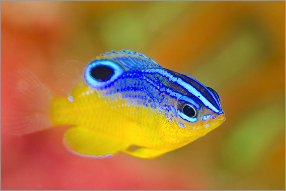 PADI-DUP-Blueback-Damsel