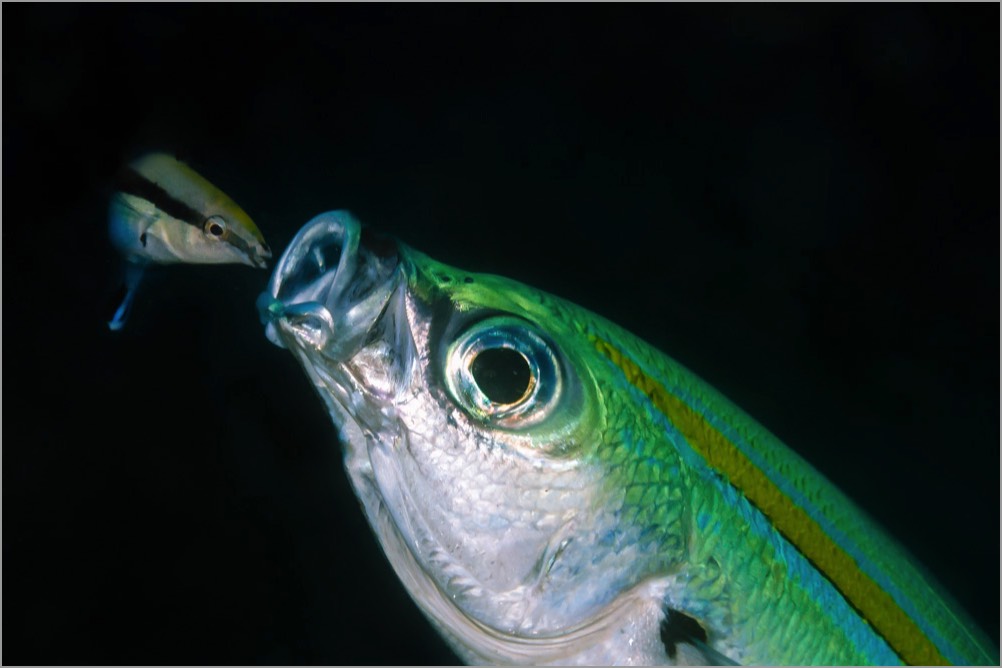 PADI-Dive-Centre-Pro-Photographer-Cleaner-Wrasse-Fusilier