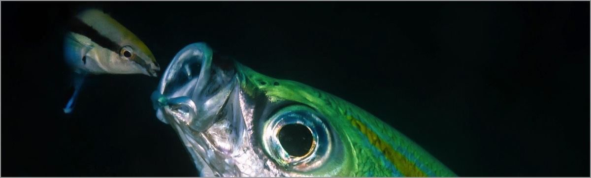 PADI-Dive-Centre-Pro-Photographer-Cleaner-Wrasse-Fusilier