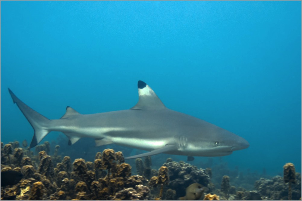 PADI-Dive-Centre-Pro-Photographer-Snorkel-Session-Blacktip-Reef-Shark