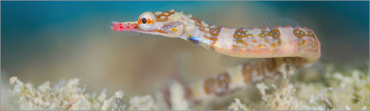 Broken-Bands-Pipefish